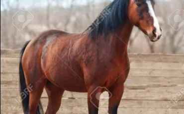 Quiz Galop 2