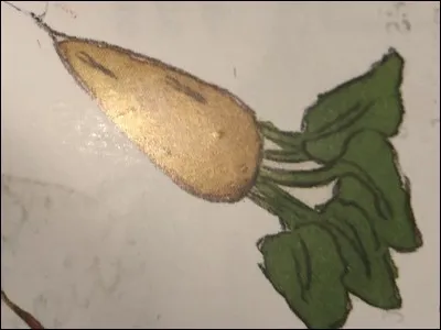 Comment s'appelle cet aliment ?