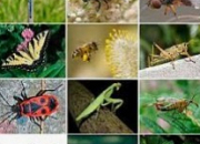 Test Quel insecte es-tu ?
