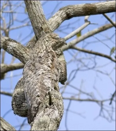 Bon un plus facile ... Trouve 
l'animal !