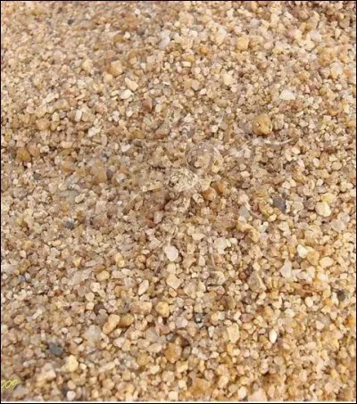 Quel genre d'animal y a-t-il ?