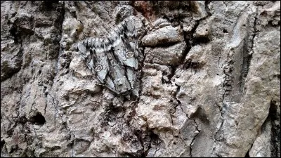 Ça va, c'est facile .... Trouve l'animal :