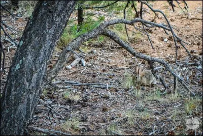 Quel est cet animal ?