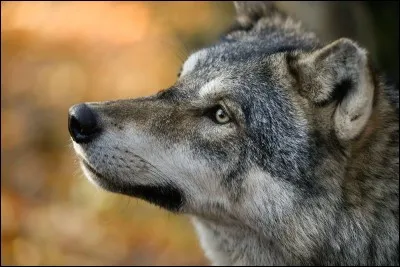 Quelle est la personne que tu aimes le plus ?