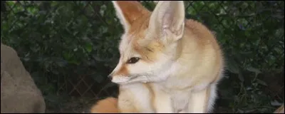 Est-ce que le renard est un félin ?