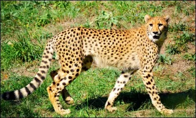 Et du guépard ?