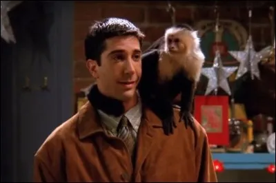 Comment s'appelle le petit singe de Ross ?