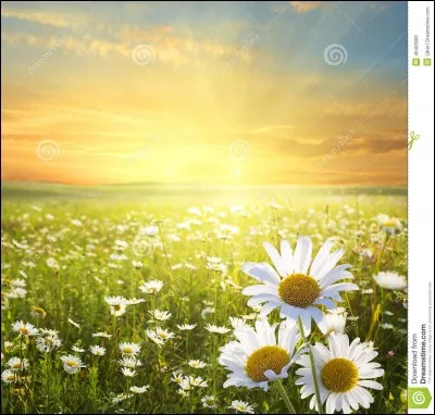 Quel moment de la journée préfères-tu ?