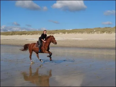 On peut devenir ami avec un cheval.