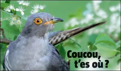 "Vol au-dessus d'un nid de coucous" est interprété par Peter Fonda.