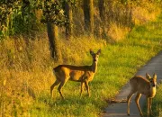 Quiz Animaux des forts