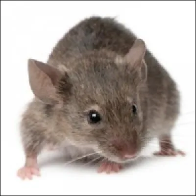 Je l'ai gardé pour toi, il y a de la crème un peu partout !