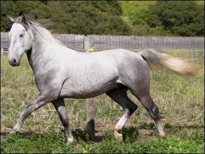 Bon un petit case-tête ! Quelle est cette race ?