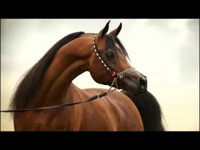 Bah c'est facile ! Quelle est la race de ce cheval ?