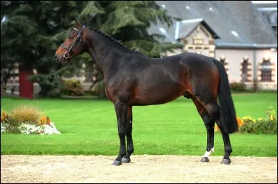 Encore facile ! Quelle est la race de ce cheval ?