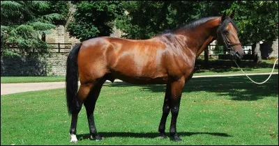 Quelle est ce cheval ? Est-ce une race ?