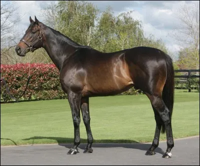 Magnifique ! Quelle est cette race ?