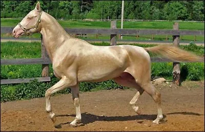 Quelle est cette race ?