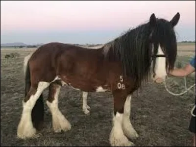 Facile ! C'est quoi cette race ?