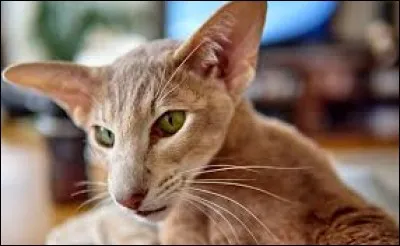 Comment appelle-t-on la race de ce chat ?