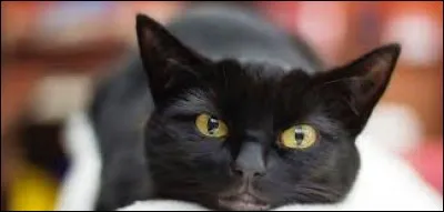 Comment dit-on "chat noir" en anglais ?