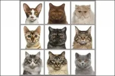 Combien de races de chats existe-t-il ?
