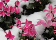 Quiz Les fleurs en hiver