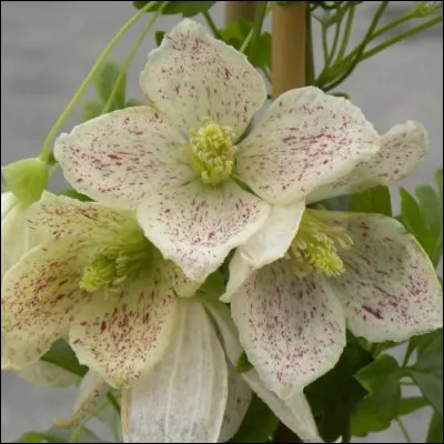 Quelle est cette fleur en forme de cloche blanc-crème légèrement ponctuée de rose, dont la floraison se fait en hiver et dont le feuillage vert-vif est décoratif ?