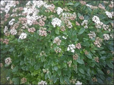 Cet arbuste fleurira de novembre à avril, et agrémentera votre jardin tout l'hiver !