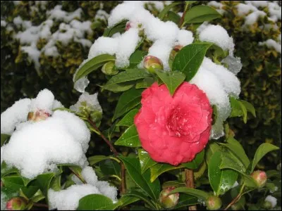 Très jolies fleurs colorées allant du rouge, rose, blanc ou jaune, dont vous pourrez profiter de décembre à mars :
