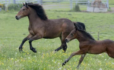 Quiz Galop 3