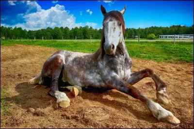 Quelles sont les friandises que l'on peut donner aux chevaux ?