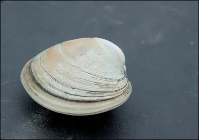 Le mot commence par Ex :