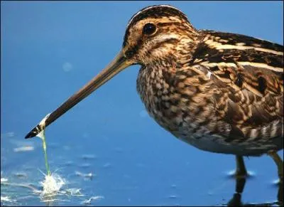 Cet oiseau a donn son nom  une hrone un peu niaise. De quelle espce s'agit-il ?