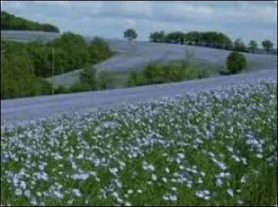 La France est le premier producteur mondial de cette plante largement cultivée pour ses fibres textiles et ses graines oléagineuses :
