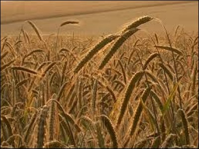 Céréale rustique adaptée aux terres pauvres et froides, elle est principalement cultivée en Russie.