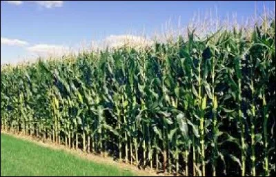 Quelle plante tropicale riche en amidon est appelée blé d'Inde au Canada ?