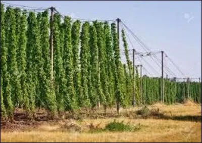 Grâce à l'utilisation de cette plante au XIIe siècle, la cervoise s'est transformée en bière...