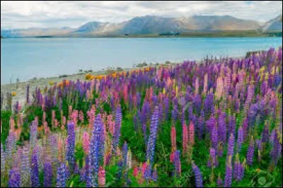 On dénombre plus de 600 espèces de cette plante dont certaines sont cultivées depuis plus de 4000 ans !