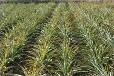 Plante xérophyte originaire d'Amérique du Sud, son nom signifie "parfum des parfum"...