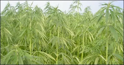 Quelle est cette plante utilisée par l'homme depuis le Néolithique ?