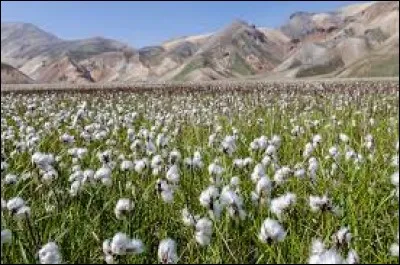 Appelée Gossypium par les botanistes, cette plante est cultivée depuis près de 5000 ans...