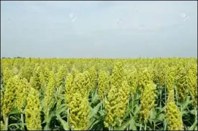 Quelle est la cinquième céréale mondiale par le volume de production ?