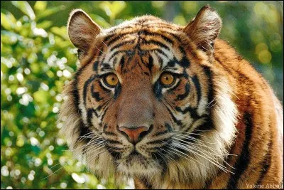 Donnez des rayures &agrave; la r&eacute;ponse !