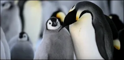 Ne soyez pas manchot (s) et vous trouverez !