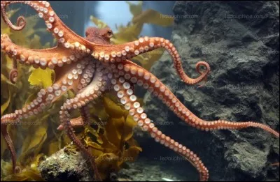 Combien les Poulpes ont t-il de coeur ?