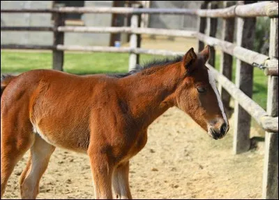 Galop 2 : quelle est l'aide naturelle parmi celles-ci ?