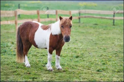 Galop 4 : le cheval est un...