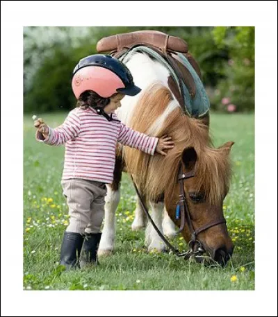 Galop 4 : lequel de ces mors n'existe pas ?