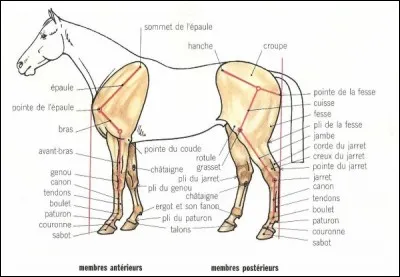Galop 3 : Qu'est-ce qu'il n'y a pas sur les membres antérieurs ?